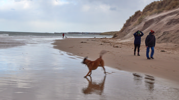 Excited dog on beach This landscape photograph captures an excited dog in motion on a beach along the Northumberland Coast in England, United Kingdom, during the early afternoon in winter. The scene features wet sand with clear reflections, and the sea is visible with waves reaching the shore. In the background, people are walking along the beach, bundled up in winter clothing, while the sand dunes rise steeply to the right. The location is near Seahouses and Bamburgh, with the latter's coastline faintly discernible in the distance, contributing to the sense of place. The beach is an active setting for animals, especially dogs, whose movement and energy are reflected in the wet sand, alongside the presence of people enjoying a wintry walk.